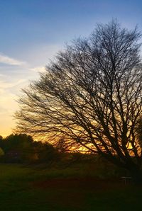 Silhouette bare trees on field against sky at sunset