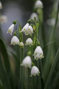 Close-up of white flowering plant on field