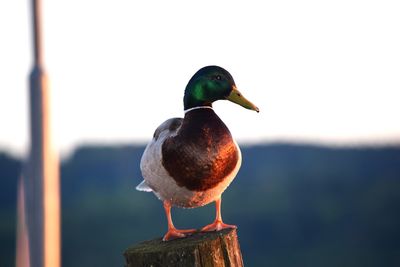 Close-up of bird perching on leaf