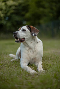 Close-up of dog