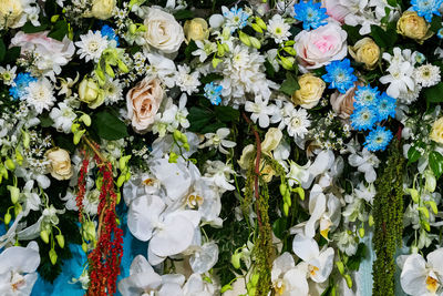 Full frame shot of white flowering plants