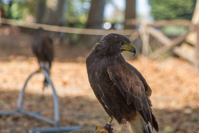 Close-up of a bird perching on a field