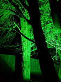 Close-up of tree in forest