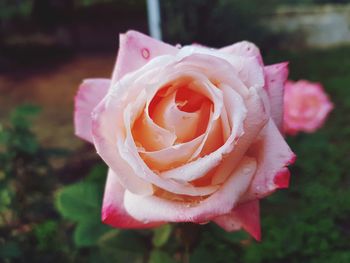 Close-up of pink rose blooming outdoors