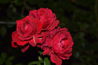 Close-up of red rose