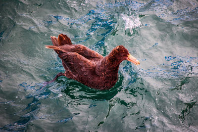 High angle view of duck swimming in lake