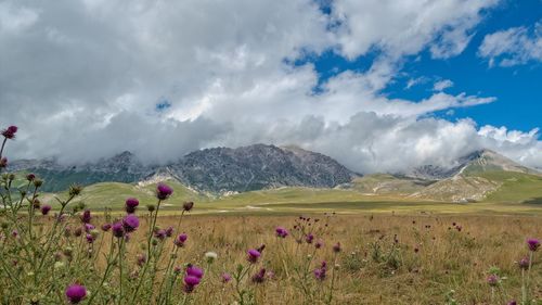 Scenic view of grassy field against cloudy sky