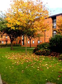 Yellow flowering tree in lawn