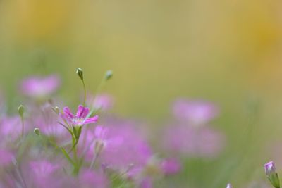 Close-up of pink flowers