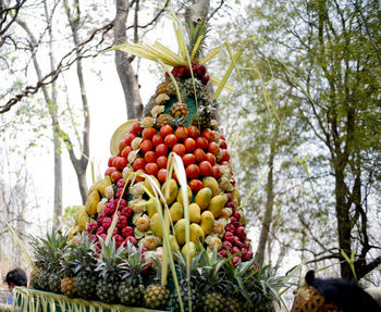 Low angle view of fruits on tree
