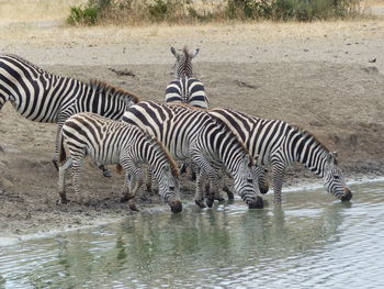 Zebras drinking water