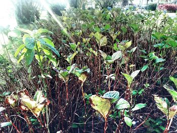 Close-up of plants against blurred background