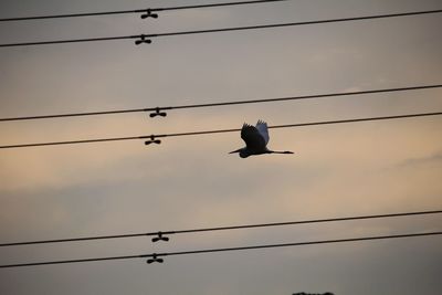 Low angle view of birds perching on cable