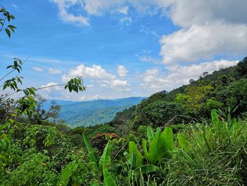 Plants growing on land against sky