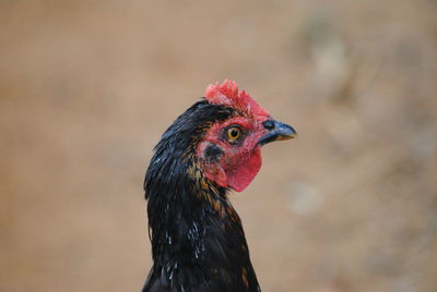 Close-up of rooster