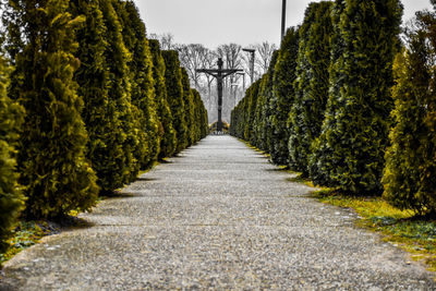 Walkway amidst trees against sky