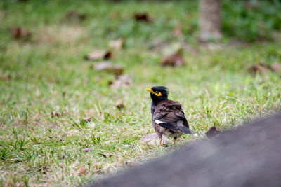 Bird perching on a field