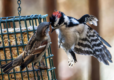 Birds in conflict, sparrow and woodpecker battle over food