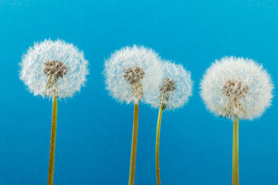 Close-up of dandelion against blue background