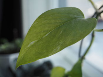 Close-up of fresh green leaf