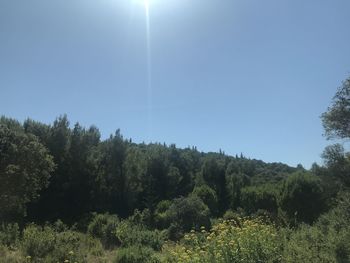 Scenic view of trees against clear sky