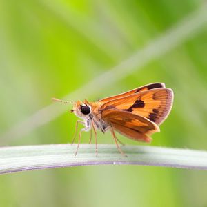 Butterfly on leaf