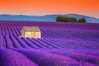 Scenic view of field against sky during sunset