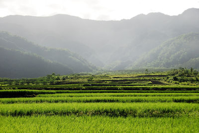 Scenic view of agricultural field against mountains