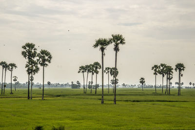 Palm trees on field against sky