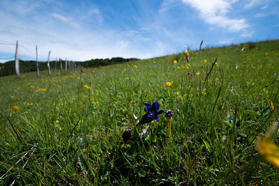 Scenic view of purple flowering plants on land against sky