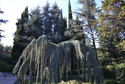 Low angle view of trees in forest against sky