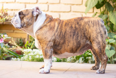 Side view of a bulldog looking away