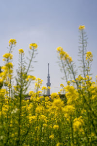 View of yellow flowers growing in field