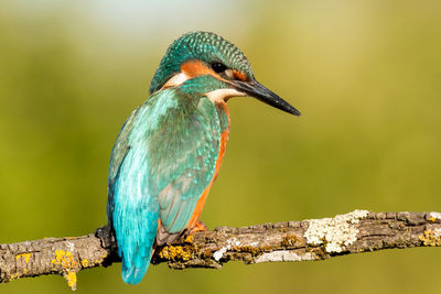 Close-up of bird perching on a branch