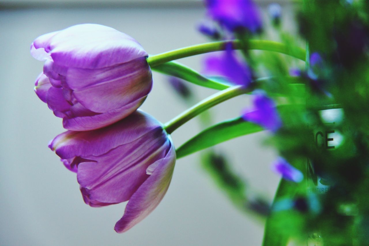 flower, petal, fragility, freshness, purple, growth, close-up, flower head, focus on foreground, beauty in nature, plant, nature, stem, blooming, bud, leaf, selective focus, in bloom, pink color, day