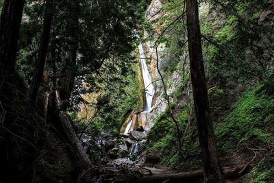 Low angle view of trees in forest