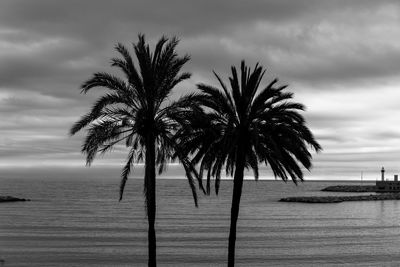 Palm trees on beach against sky