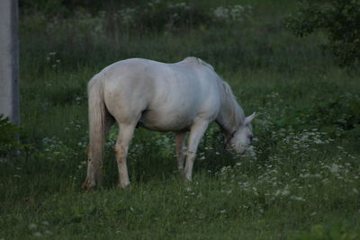 Horse grazing on grassy field