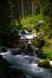 Stream flowing amidst trees in forest