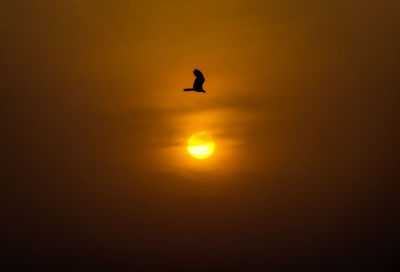 Silhouette bird flying against orange sky