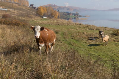 A cow rises on a hill from the shore of the lake on the background of the village in autumn morning.