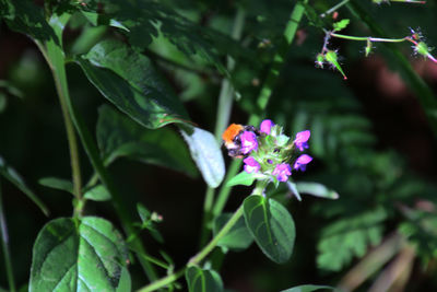 Close-up of bee on flower