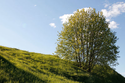 Scenic view of grassy field against sky