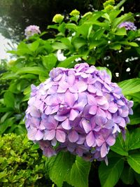 Close-up of purple flowers