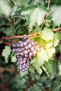 Close-up of berries growing on plant