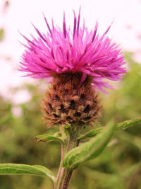 Close-up of purple flowers