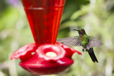 Close-up of bird flying