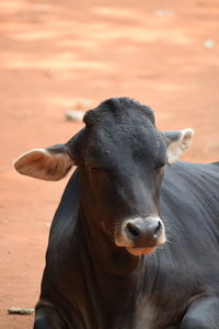 Close-up portrait of cow