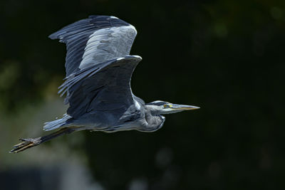 High angle view of gray heron flying