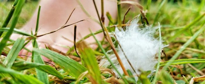 Close-up of plant growing in field